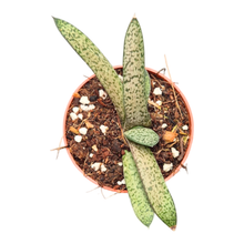 Gasteria Bicolor Tyrannosaurus Rex Skin