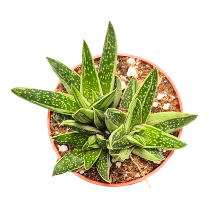 Gasteria Kalejdoskop