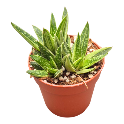Gasteria Kalejdoskop