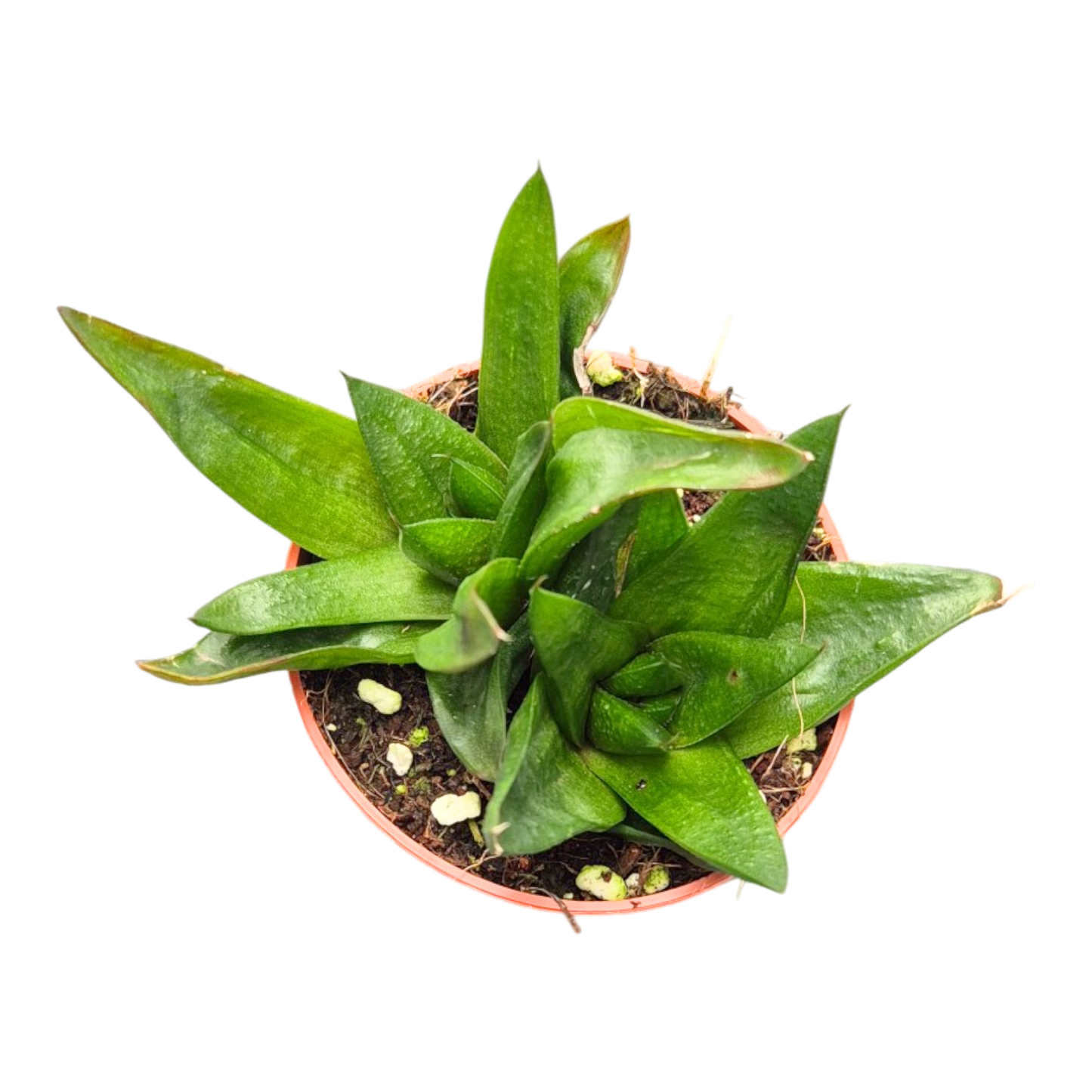 Gasteria Lady Marian