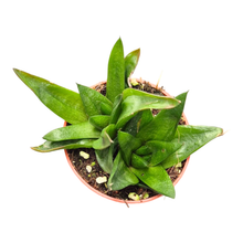 Gasteria Lady Marian