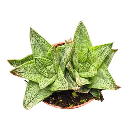 Gasteria Robin