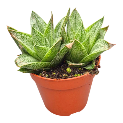 Gasteria Robin