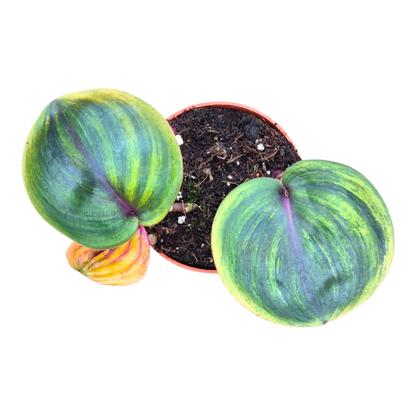 Geogenanthus Ciliatus "Aura Flame"