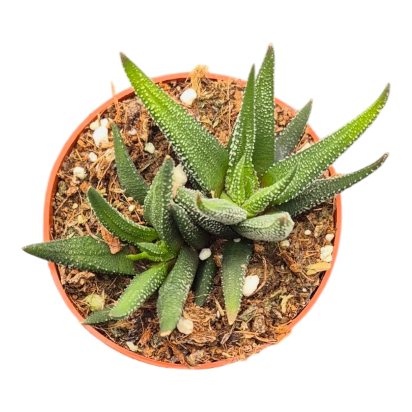 Haworthia atrenuata 'Concolor'