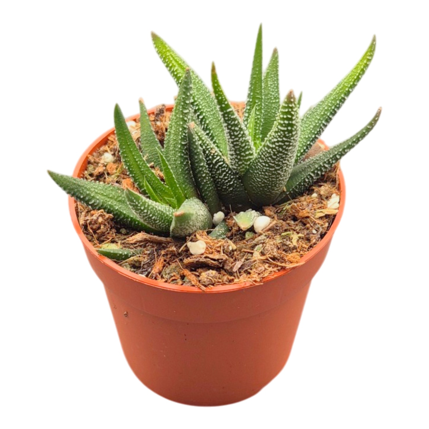 Haworthia atrenuata 'Concolor'