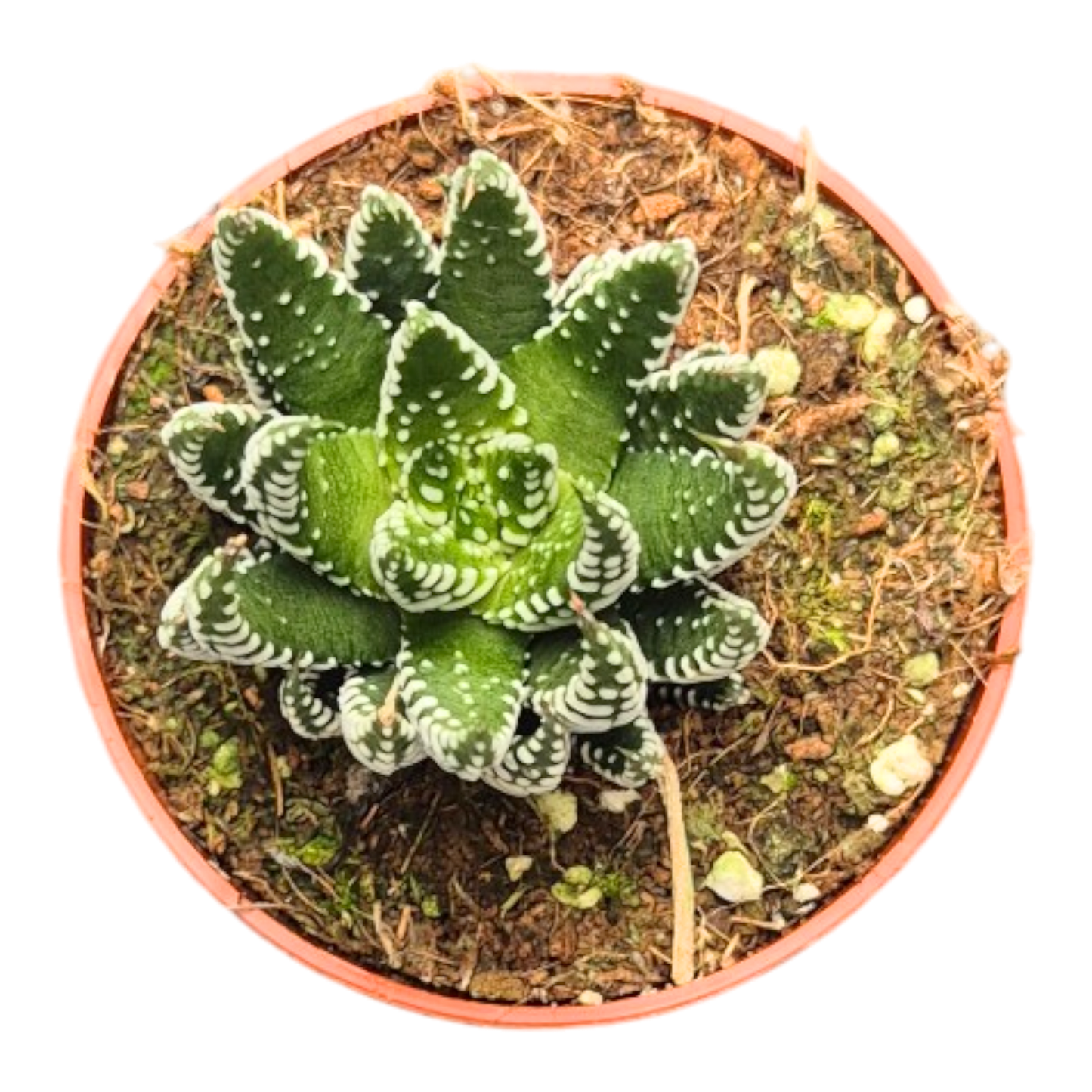 Haworthia Fasciata Universe