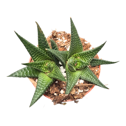 Haworthia limifolia