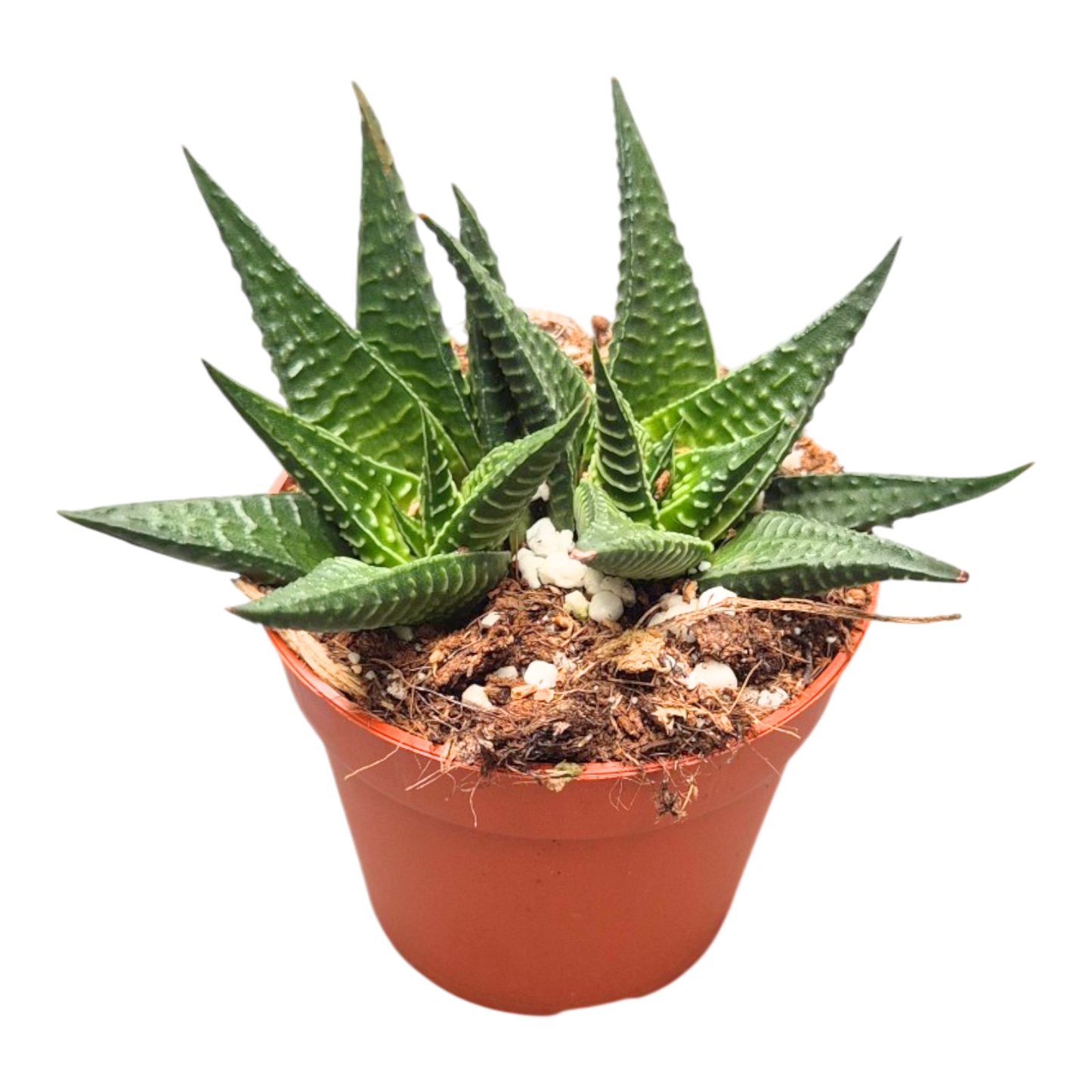 Haworthia limifolia
