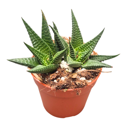 Haworthia limifolia