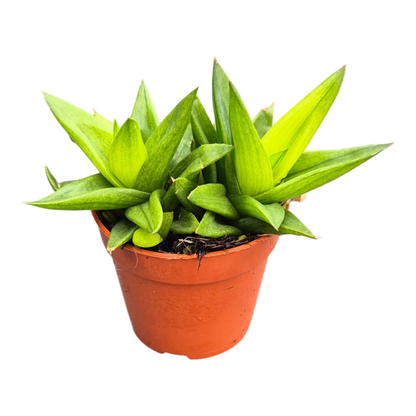 Haworthia Pentagona Variegata