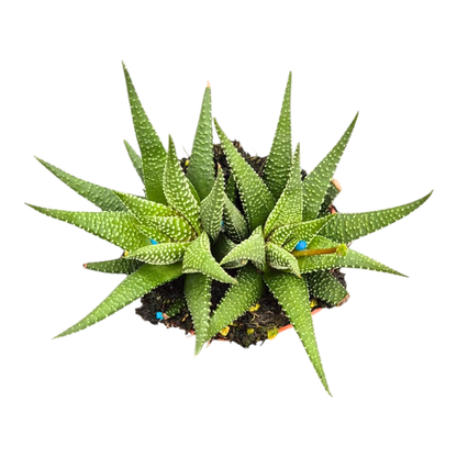 Haworthia Royal Highness