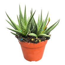 Haworthia Royal Highness