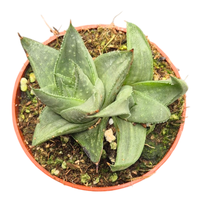 Haworthia Savanna