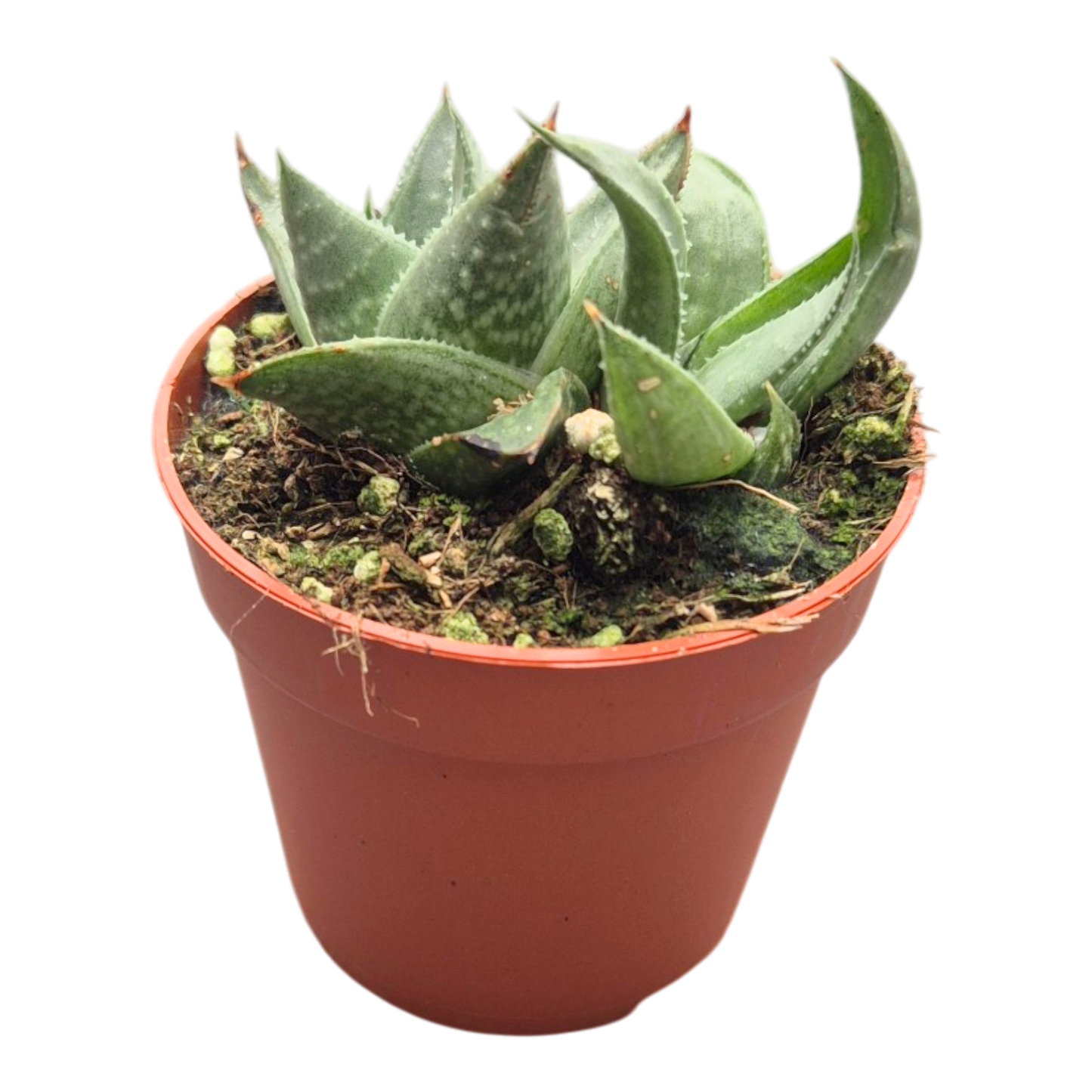 Haworthia Savanna