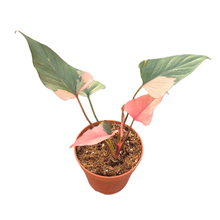 Homalomena Pink Diamond
