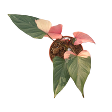 Homalomena Pink Diamond