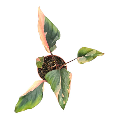 Homalomena Pink Diamond