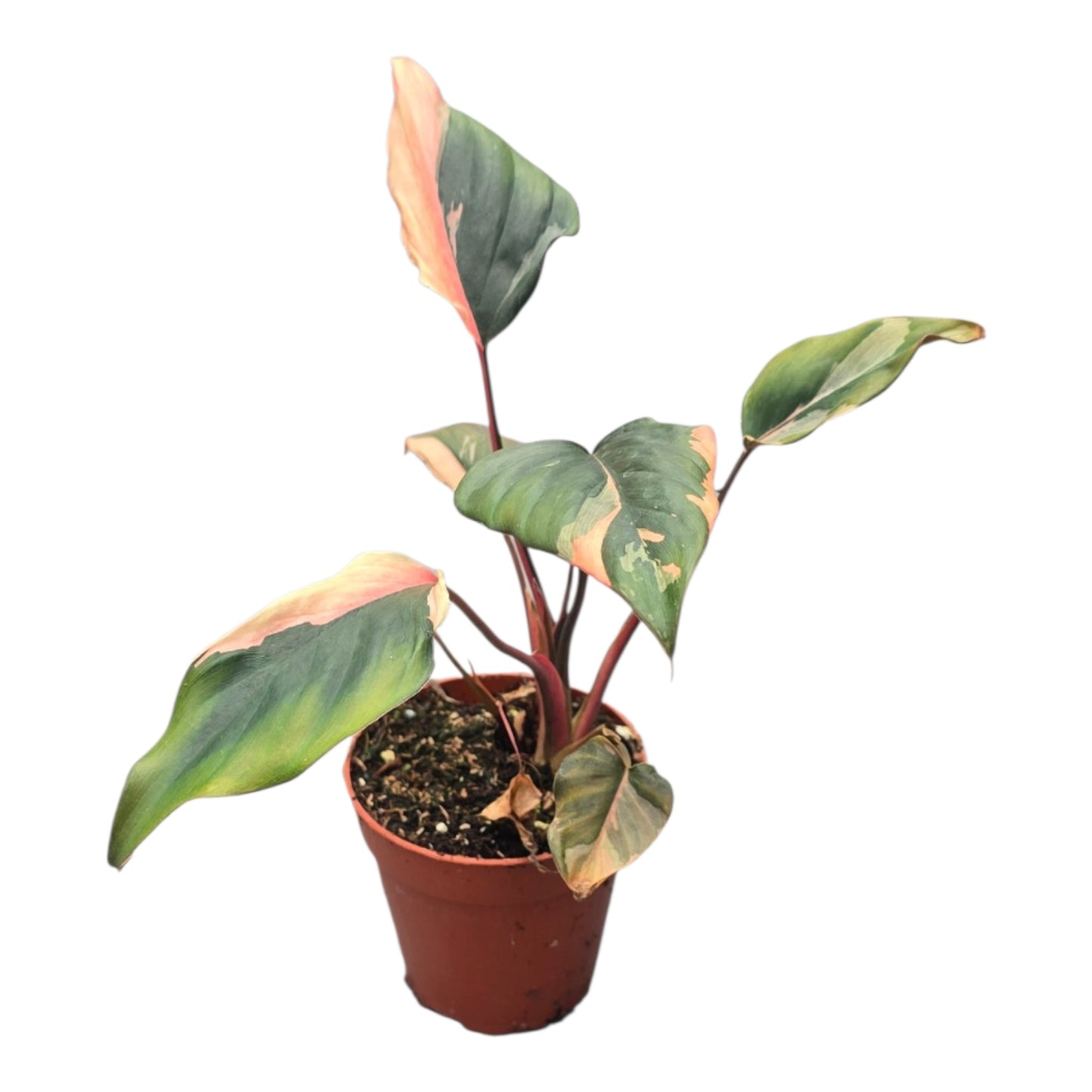 Homalomena Pink Diamond