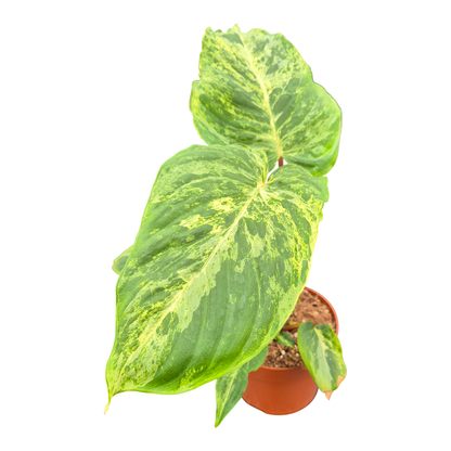 Homalomena Red Stem Variegata