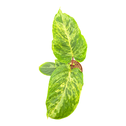 Homalomena Red Stem Variegata