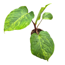 Homalomena Red Stem Variegata