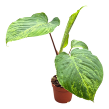 Homalomena Red Stem Variegata