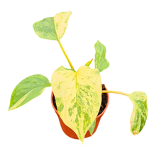 Homalomena Rubescens Variegata Mint