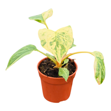 Homalomena Rubescens Variegata Mint