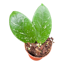 Hoya Lai Chau Splash