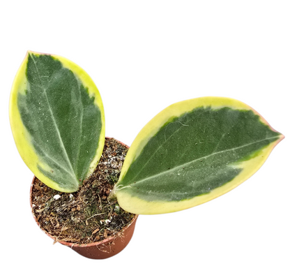 Hoya Pachyclada Variegata