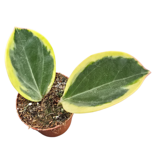 Hoya Pachyclada Variegata