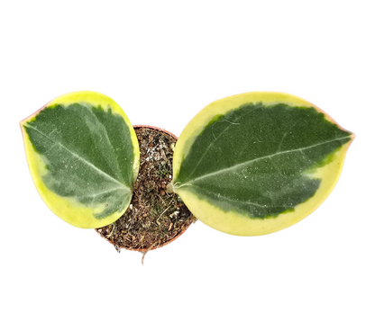 Hoya Pachyclada Variegata