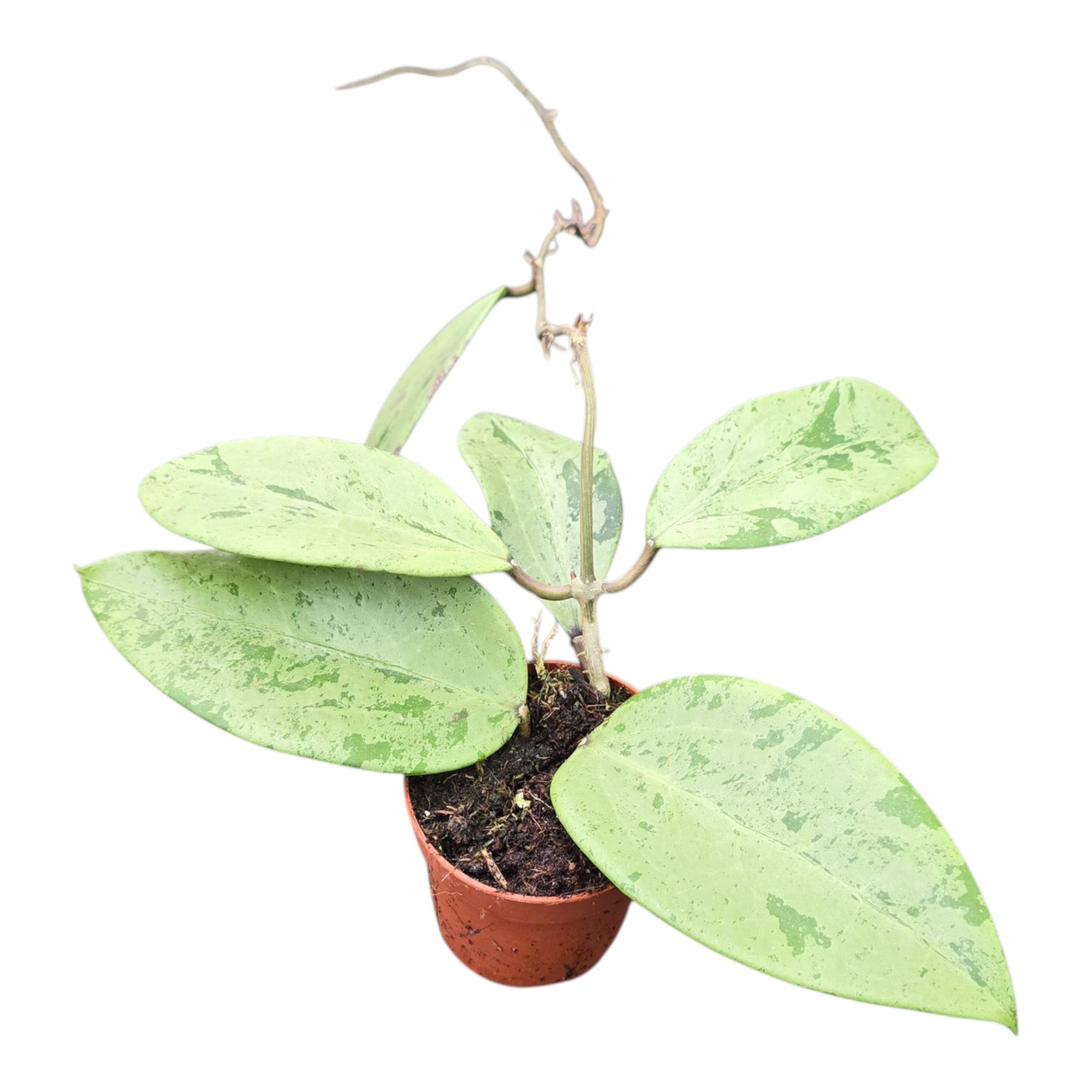 Hoya Thien Puc Silver – Casa Botanica