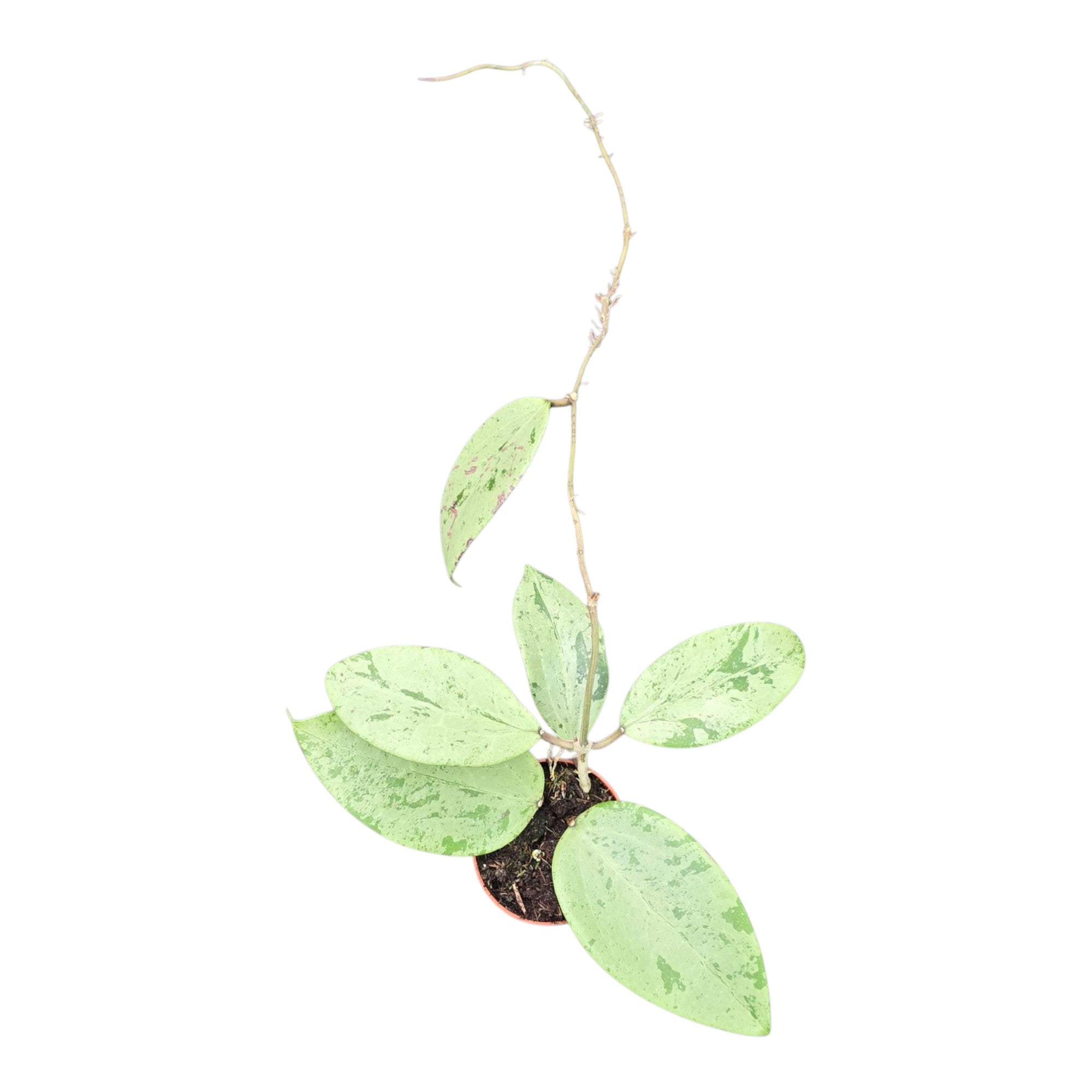 Hoya Thien Puc Silver – Casa Botanica