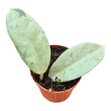 Hoya Wilbur Graves Super Silver