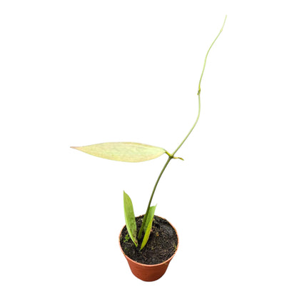 Hoya sp. Germany Silver