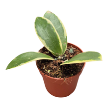 Hoya Acuta Albomarginata