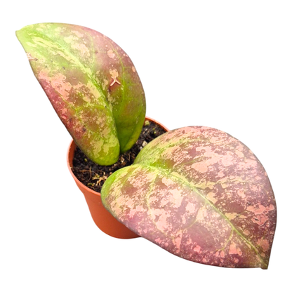 Hoya Angela