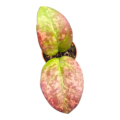 Hoya Angela