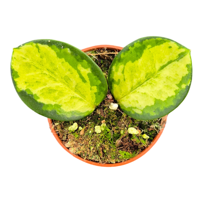 Hoya Australis Tricolor