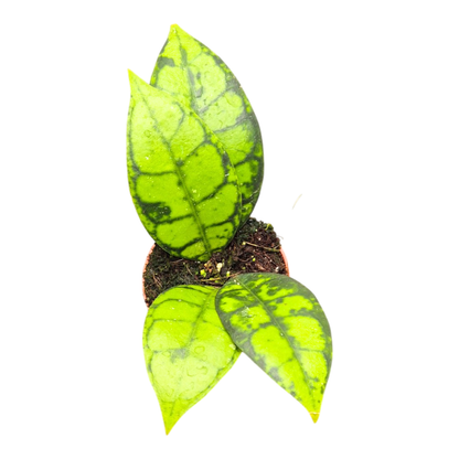 Hoya Black Cat