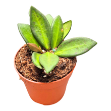 Hoya Burtoniae Variegata