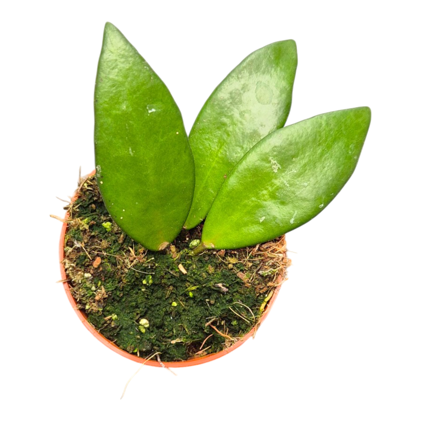 Hoya Burtoniae