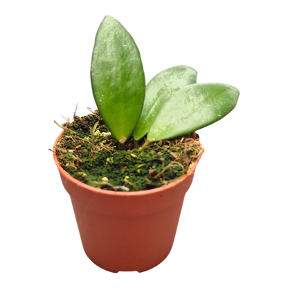 Hoya Burtoniae