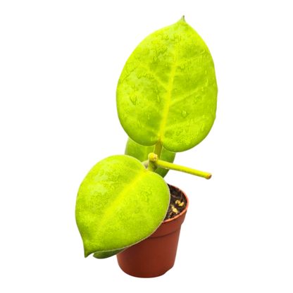 Hoya Calycina