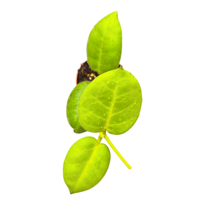 Hoya Calycina