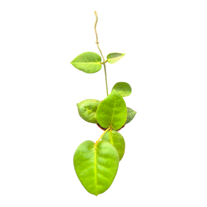 Hoya Calycina