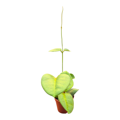 Hoya Calycina