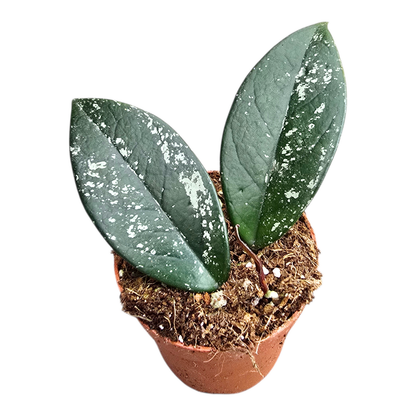 Hoya Carnosa Stardust